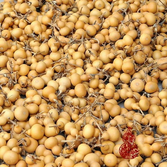 Paquete de 50 pequeñas calabazas secas naturales, 1.6-2.6 in - Gourds para Crafts