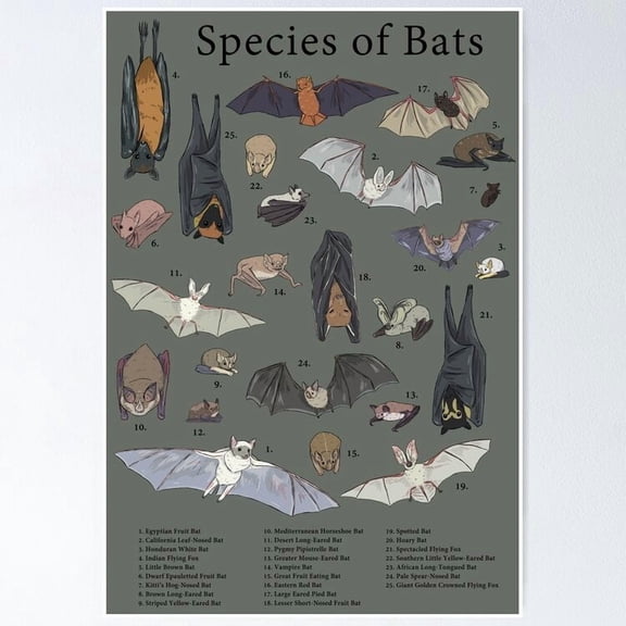Poster 25 Species Of Bats Vintage Wall Arttrendy Retro Print Positive Quote Poster Room Decor Wall Art, Poster Only
