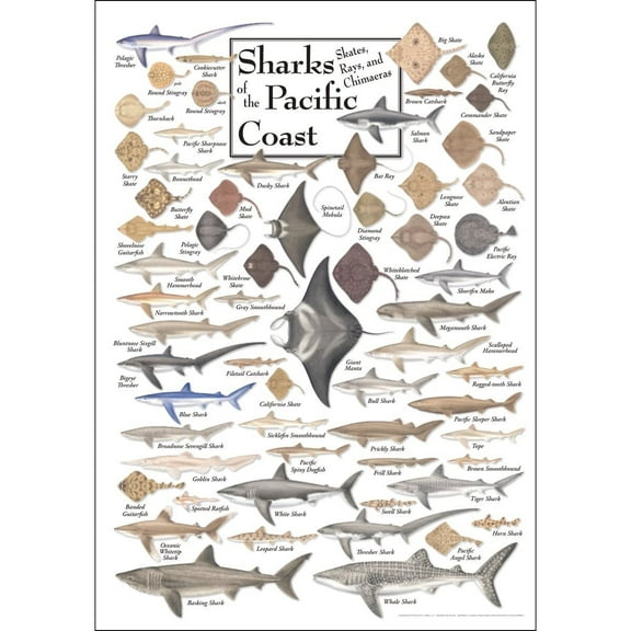Sharks, Skates, Rays & Chimaeras of the Pacific Coast - Poster Student Animal Poster Birthday Gift Children's Room Poster Bedroom Decor Office Decor Gifts