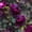 Color 1, variant on Peel and Stick Wallpaper Vintage Gothic Dark Purple Roses Damask 17.7in x 9.8ft Self Adhesive Contact Paper Removable