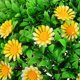 thumbnail image 3 of TABLETREANDS Bola Floral Artificial Simulada Con Margaritas Para De Interiores Y Exteriores, 3 of 6