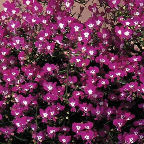 Lobelia Regatta Rose Seed
