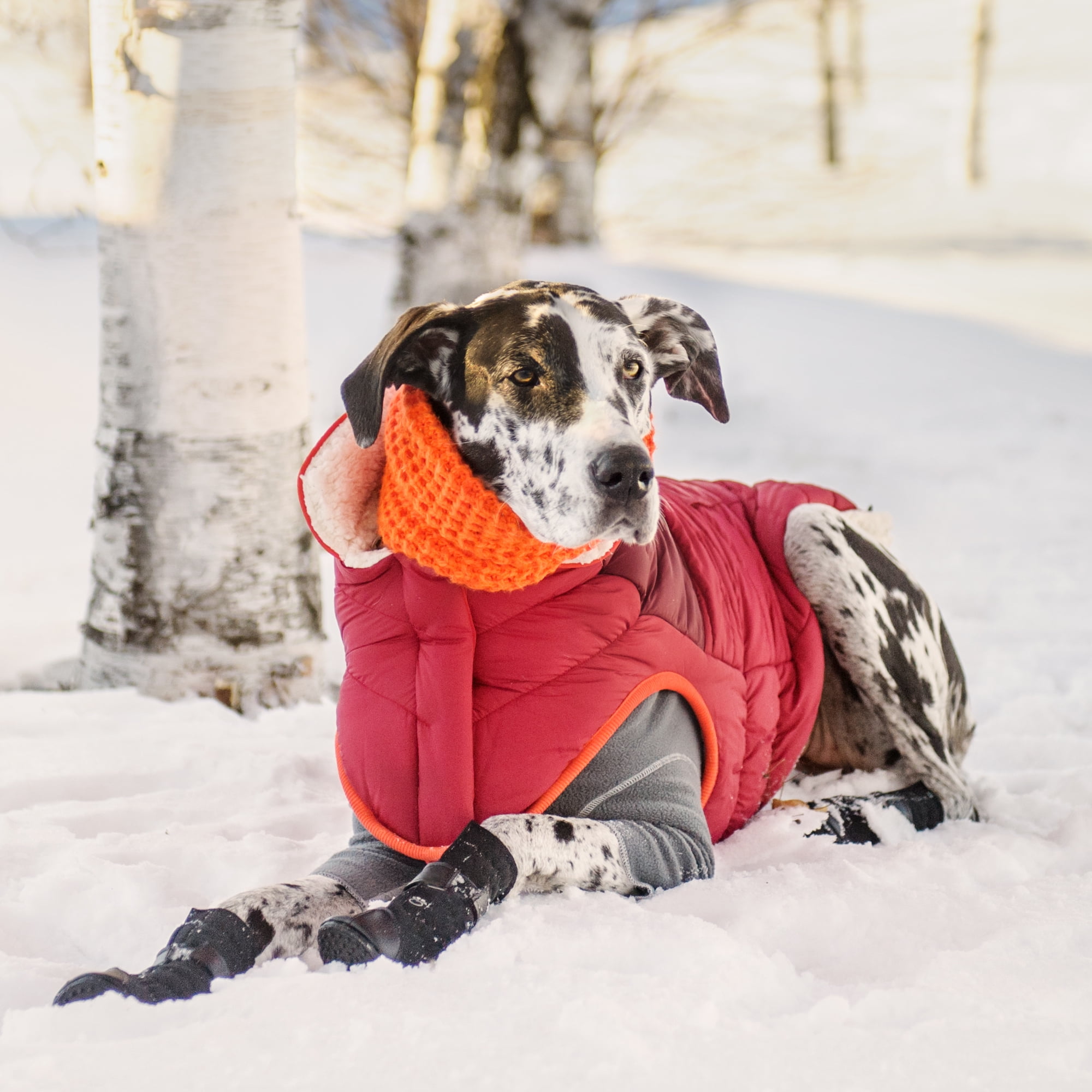 GF PET Scout Dog Jacket Winter Apparel Sport Style Elastofit Windproof Waterproof for Small Medium Large Dogs Pets, Red, 2XL