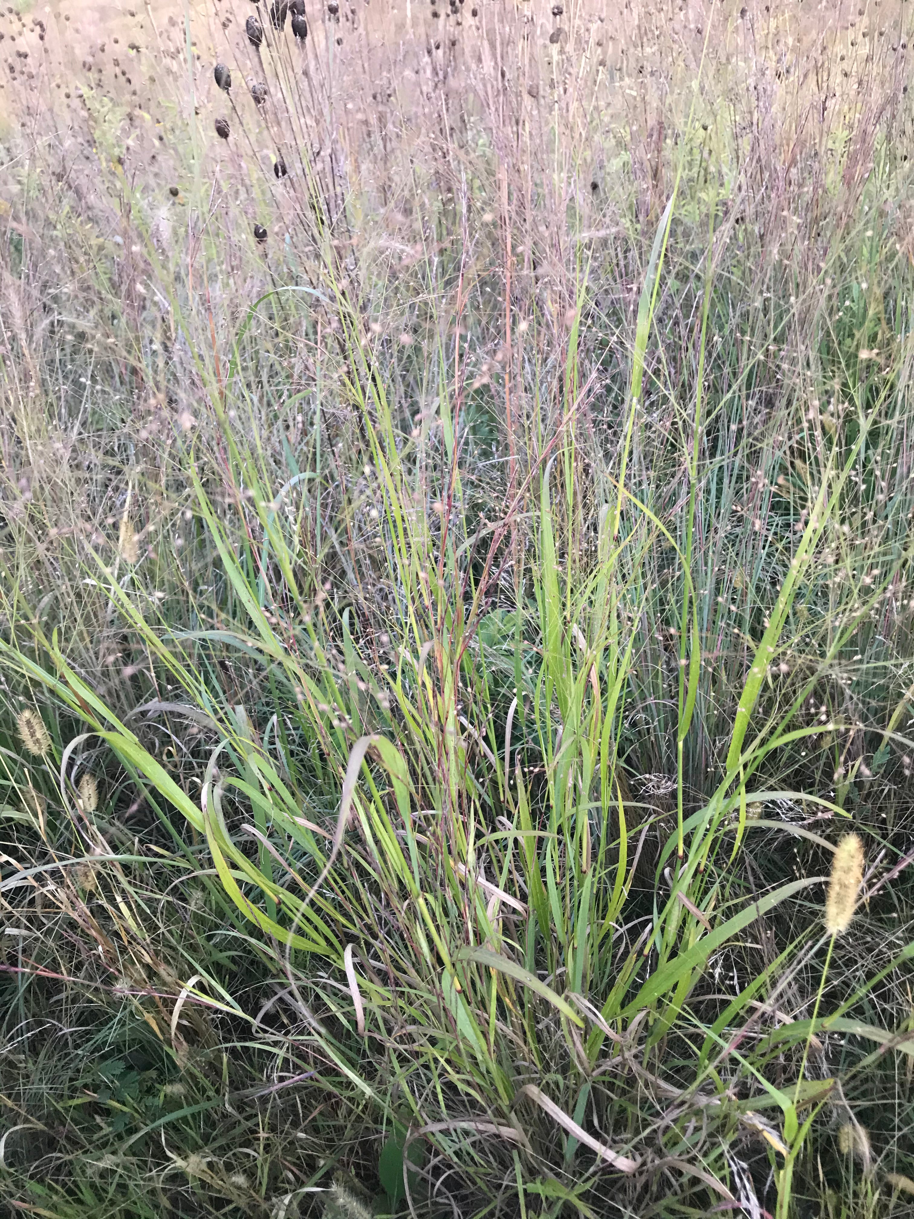 Hale Habitat & Seed Switchgrass Native Grass Seed, Deer & Wildlife Cover, 2 lbs Pure Live Seed