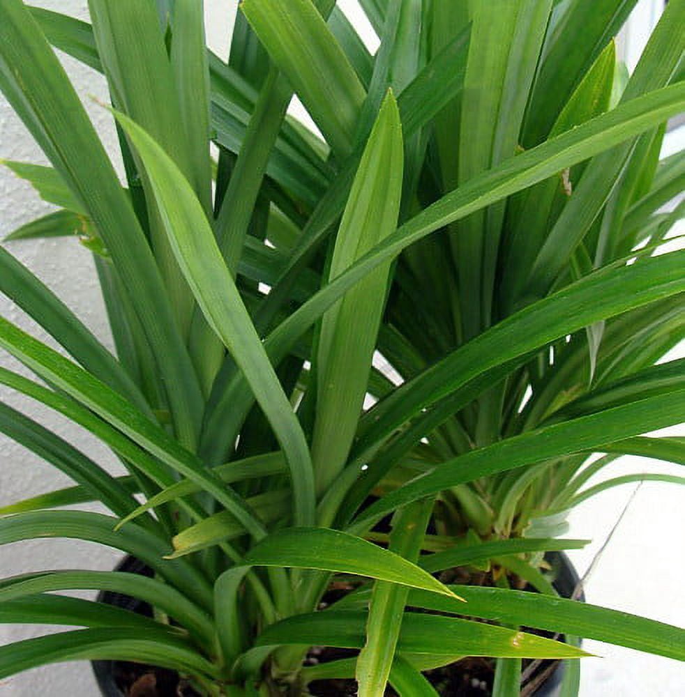Pandan Spice Plant - Amaryllifolius pandanus - Indoors/Out-Live Plant 2.5" Pot