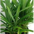 thumbnail image 3 of Pandan Spice Plant - Amaryllifolius pandanus - Indoors/Out-Live Plant 2.5" Pot, 3 of 4