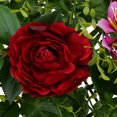 thumbnail image 3 of Panel de Pared de Artificial Decoración Favores - 23,62 x 15,75 Pulgadas F, 3 of 8