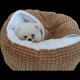 thumbnail image 3 of SAILING Cama cueva para perros y gatos, supersuave, casa para dormir profundo, cojín redondo para dormir en invierno, 3 of 5