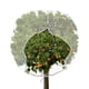 thumbnail image 1 of Cubierta de planta de malla de insectos de jardín grande con cremallera, bolsa en forma de H, cubierta de planta de red de insectos de jardín para proteger frutas de plantas Afortunado Sencillez, 1 of 5
