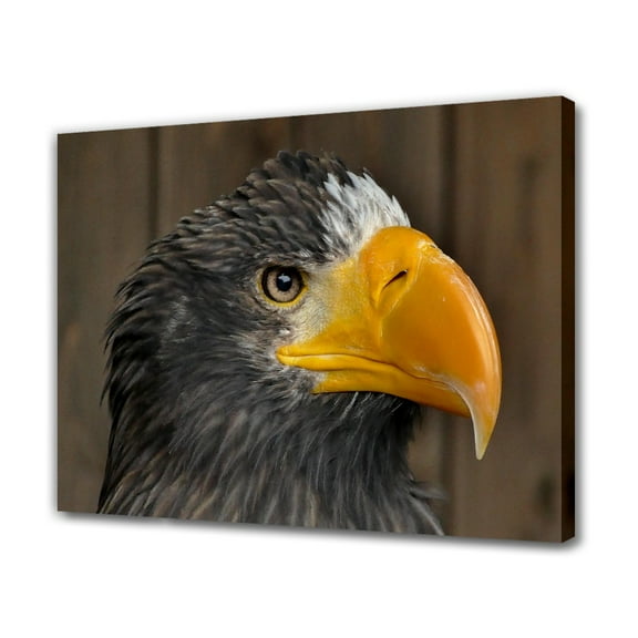 Famous Vagrant Steller’s Sea Eagle Canvas Poster Bedroom Decor Sports Landscape Office Room Decor Gift,Frame-style,20x30inch(50x75cm)