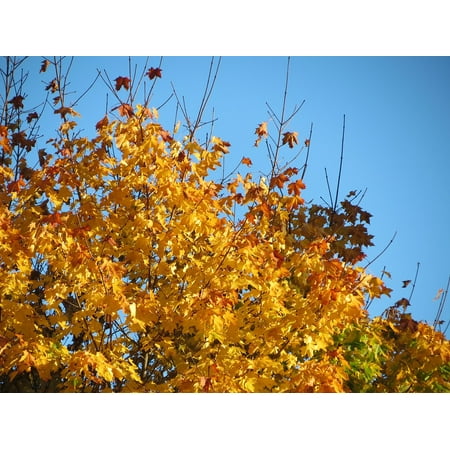 Red Orange Green - Framed Art for Your Wall Fall Colors Orange Sky Red Green Blue Autumn 10x13 Frame