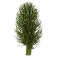 thumbnail image 3 of Vickerman 22 x 7" avg Basil Olympia Seed Pod, 1 piece, Dried, 3 of 4