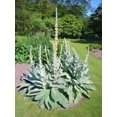 thumbnail image 4 of 100 WHITE BLUSH VERBASCUM Blattaria Albiflorum Moth Mullein Flower Seeds, 4 of 7