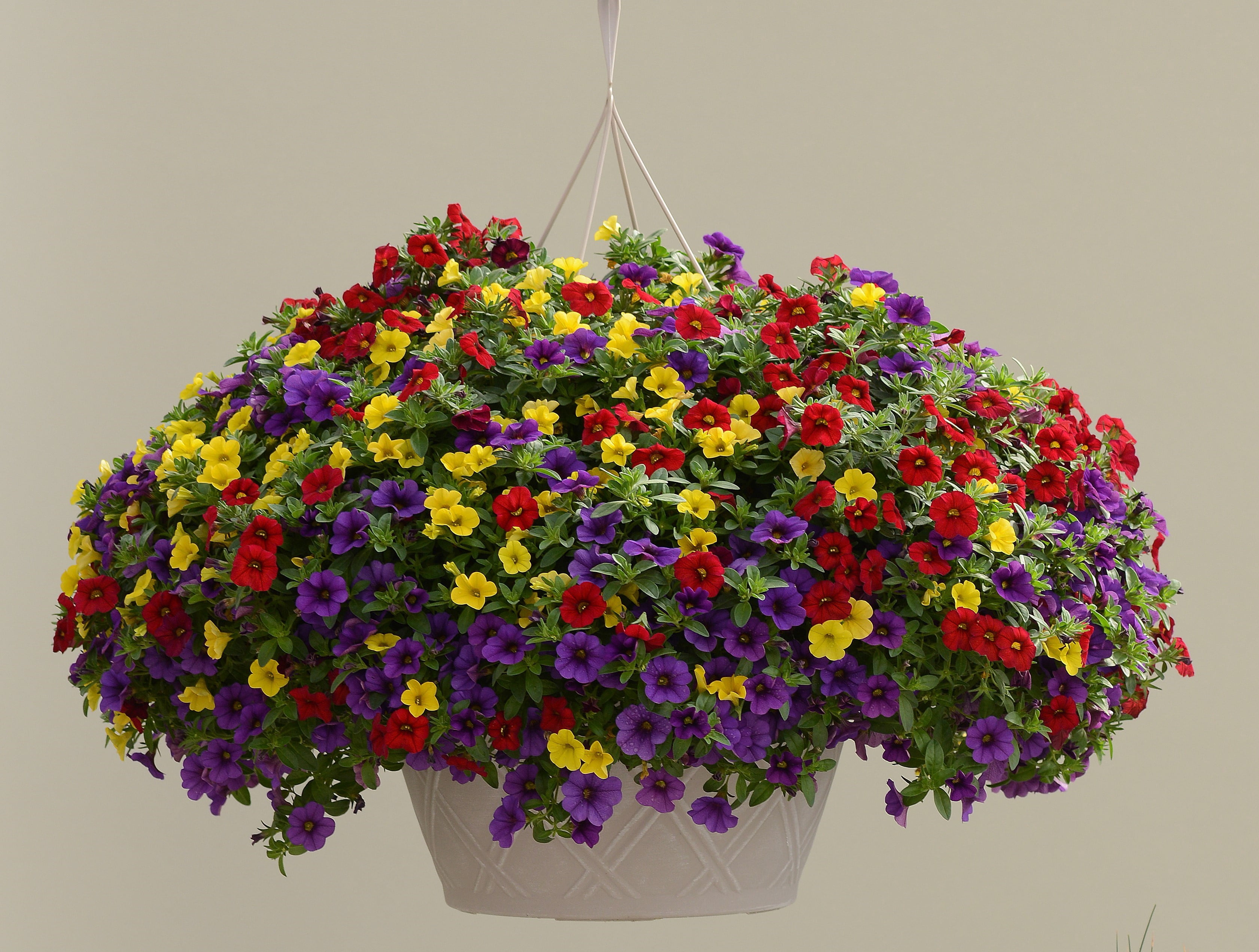Better Homes & Gardens 2 Gallon Hanging Basket Multicolor Calibrichoa Combo Annual Flowers Live Plants Full Sun