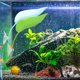 thumbnail image 1 of BRIGHTFUFU 3Ud Decorativas Para Acuario Hojas De Descanso Coloridas Para Betta, 1 of 7