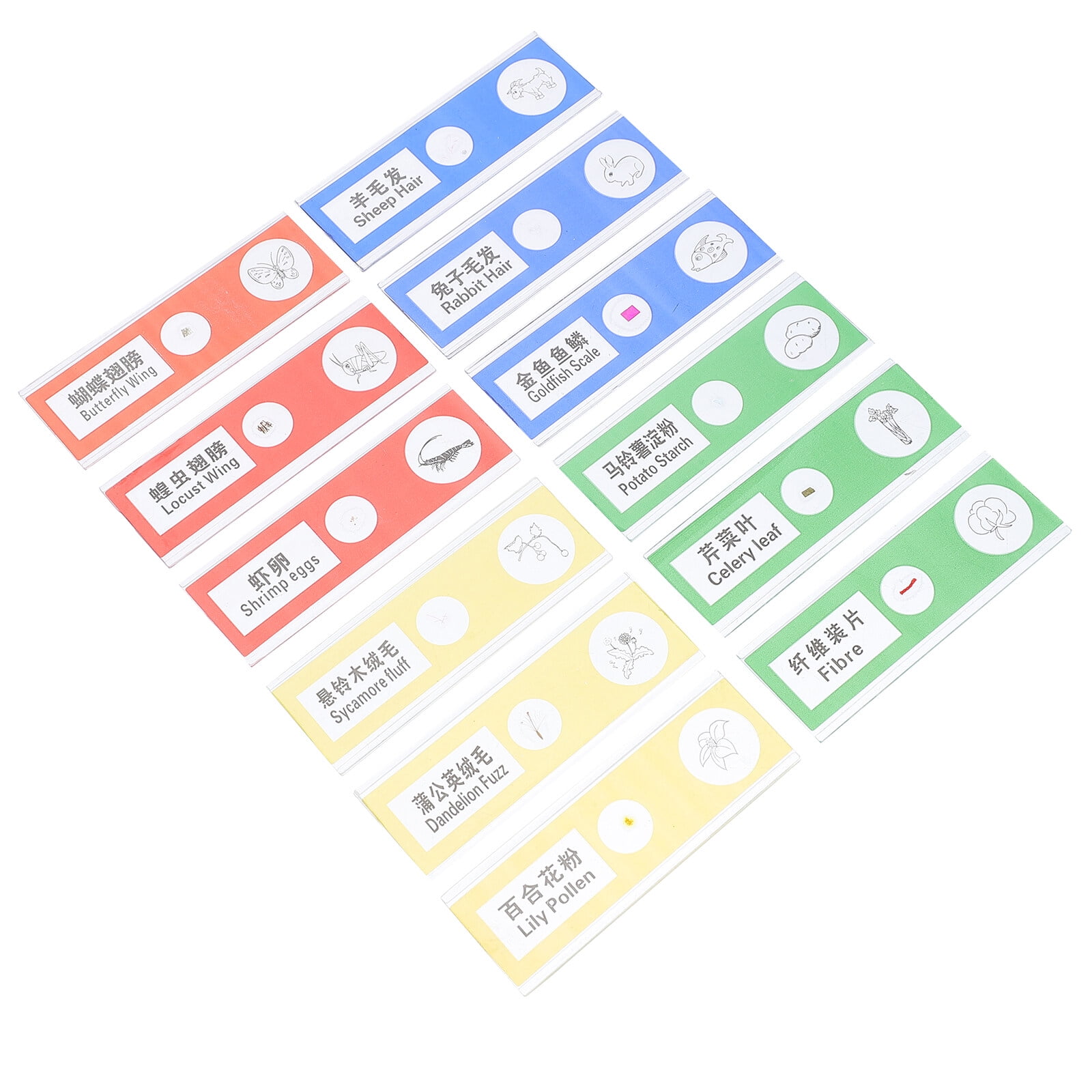 36pcs Plastic Prepared Microscope Slides Insects Plants Sample