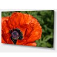 thumbnail image 2 of Close Up View of Red Poppy Flower - Floral Canvas Art Print, 2 of 3