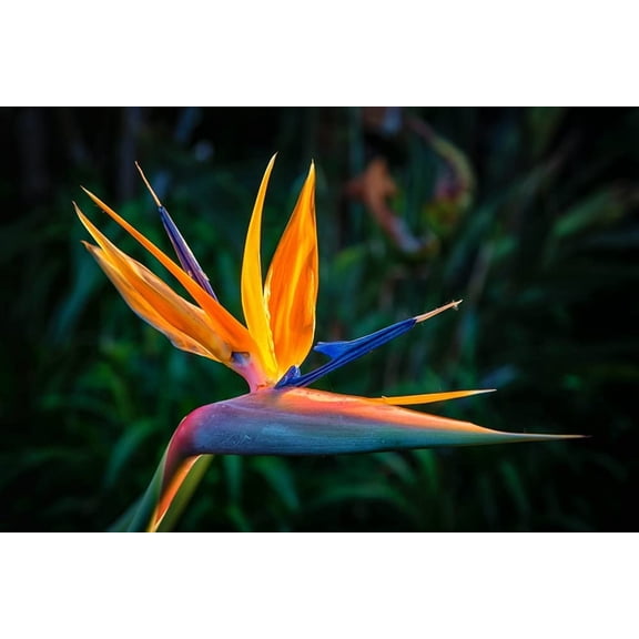 Orange Bird of Paradise Flower Seeds - 5 Seeds to Grow - Great Indoor Tropical Plant or Bonsai - Strelitzia Reginae