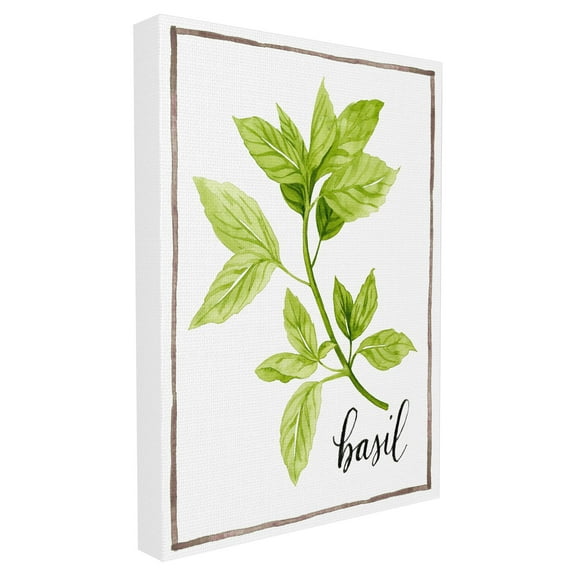 The Stupell Home Decor Collection Watercolor Herb Illustration Basil Painting with Script Stretched Canvas Wall Art, 16 x 1.5 x 20