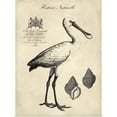 thumbnail image 1 of Great BIG Canvas | Rolled Vision Studio Poster Print entitled Antiquarian Spoonbill, 1 of 4
