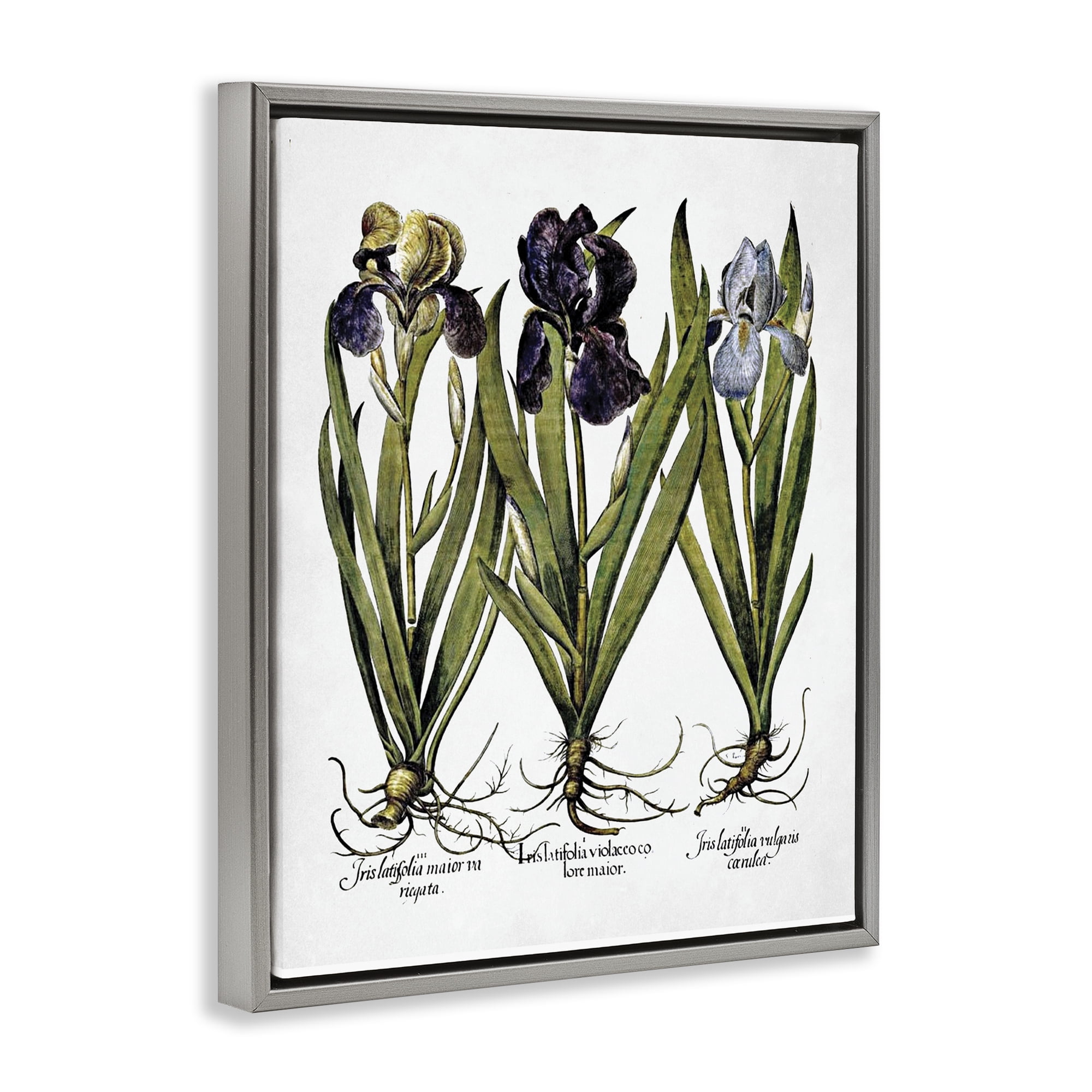 Stupell Industries Vintage Iris Studies Botanical & Floral Painting Gray Floater Framed Art Print Wall Art, 25 x 31