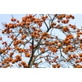 thumbnail image 4 of 5 Seeds JAPANESE PERSIMMON Tree Asian Diospyros Kaki Orange Red Fruit, 4 of 10