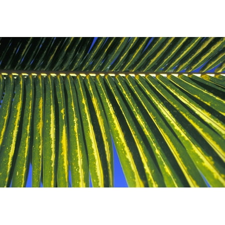 Mexico Riviera Maya Chankanaab Nature Park Cozumel Palm leaf Stretched Canvas - Carlos Sanchez Pereyra  Design Pics (18 x (Best Mexican Riviera Cruise)