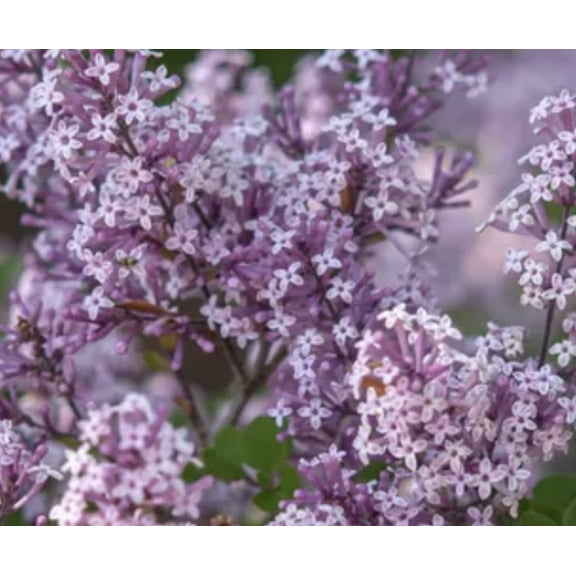 Miss Kim Pink Lilac Seedling for Growing 1 Year Seedling Ready to Plant 1 Seedling