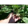 thumbnail image 2 of 50 CASPER WHITE EGGPLANT Solanum Melongena Fruit / Vegetable Seeds, 2 of 4