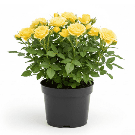 Mini Roses Plants Live, 3 Inch Pot, Yellow Mini Rose Flowers Plant for Outdoor Garden
