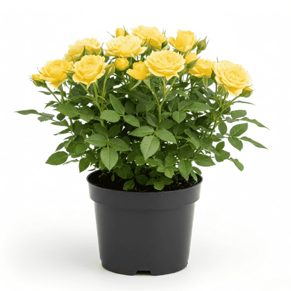 Mini Roses Plants Live, 3 Inch Pot, Yellow Mini Rose Flowers Plant for Outdoor Garden