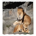 thumbnail image 3 of Ambesonne Zoo Shower Curtain, Lions Basking in Sun Jungle, 69"Wx84"L, Pale Brown Grey Yellow, 3 of 3