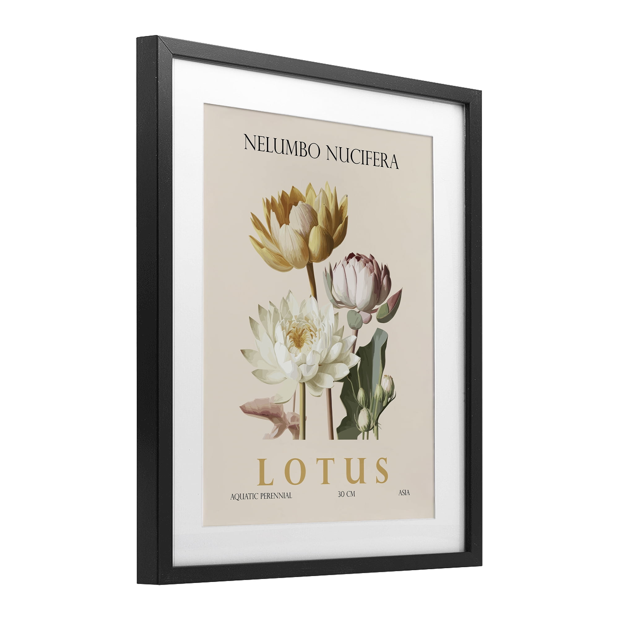 Stupell Industries Natural Lotus Bundle Black Framed Print Under Glass, design by Christopher Giampietro