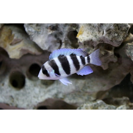 Canvas Print Cichlid Frontosa Tanganyikan Stretched Canvas 10 x (Best Food For Frontosa)
