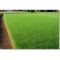 SeedRanch Perennial Ryegrass Seed - 5 Lbs.