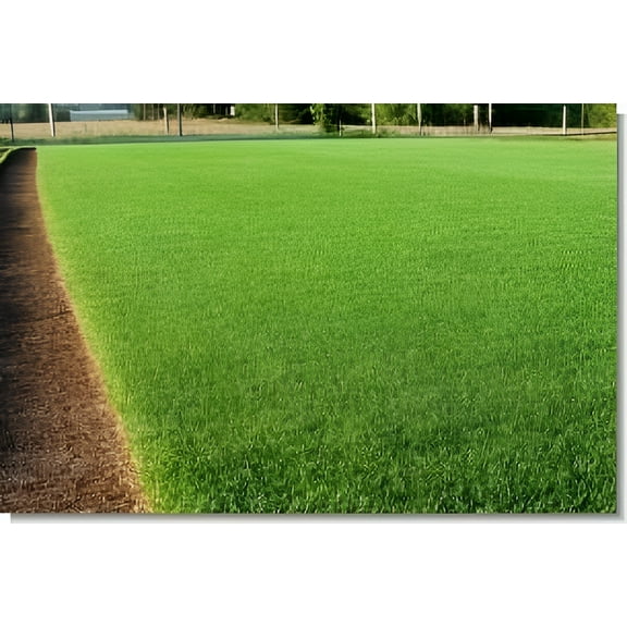 SeedRanch Perennial Ryegrass Seed - 5 Lbs.