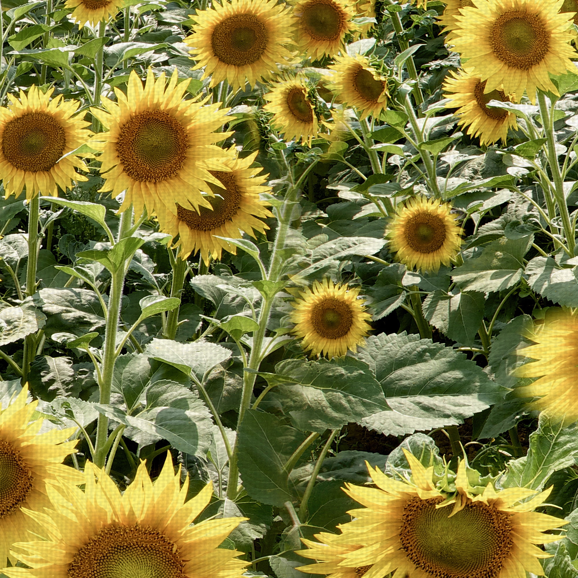 Masterpiece Art Gallery Tuscan Sunflower Field Pano #1 by Alan Blaustein Canvas Art Print 16" x 48"
