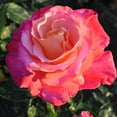 thumbnail image 5 of Heirloom Roses - Heart O' Gold™ Grandiflora Rose Bush - Fragrant Roses Live Plant, 5 of 5