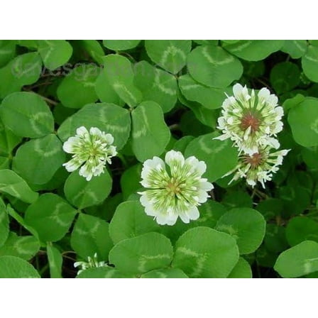 White Ladino Clover Seeds for Planting (5 Pounds)