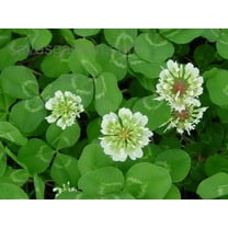 White Ladino Clover Seeds for Planting (1/2 Pound)