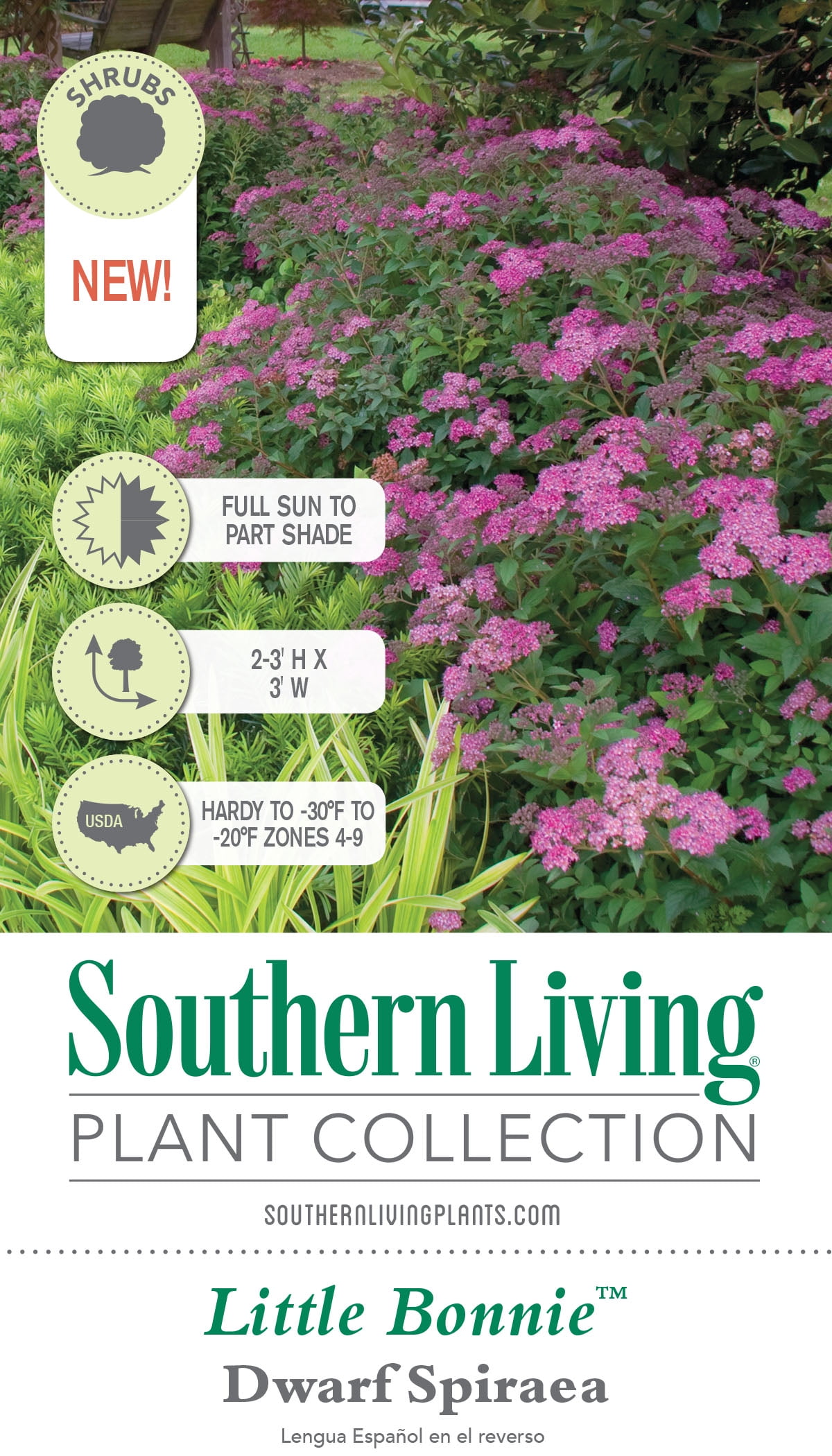 Southern Living Little Bonnie Dwarf Spiraea Live Shrub in 2.5-Quart Grower Pot