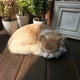 thumbnail image 4 of Simulación De Gato Modelo De Animal Juguete Para Gatos Manualidades Decoración Para El Hogar Accesorios Para Fotografía, 4 of 4