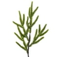 thumbnail image 2 of 32" Potted Green Norfolk Pine Tree, 2 of 2