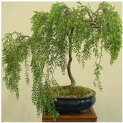 Bonsai Tree - Australian Willow Tree Cutting - Nice Thick Trunk - Get the Mature Bonsai Look Fast - Fastest Growing Bonsai Tree in the World