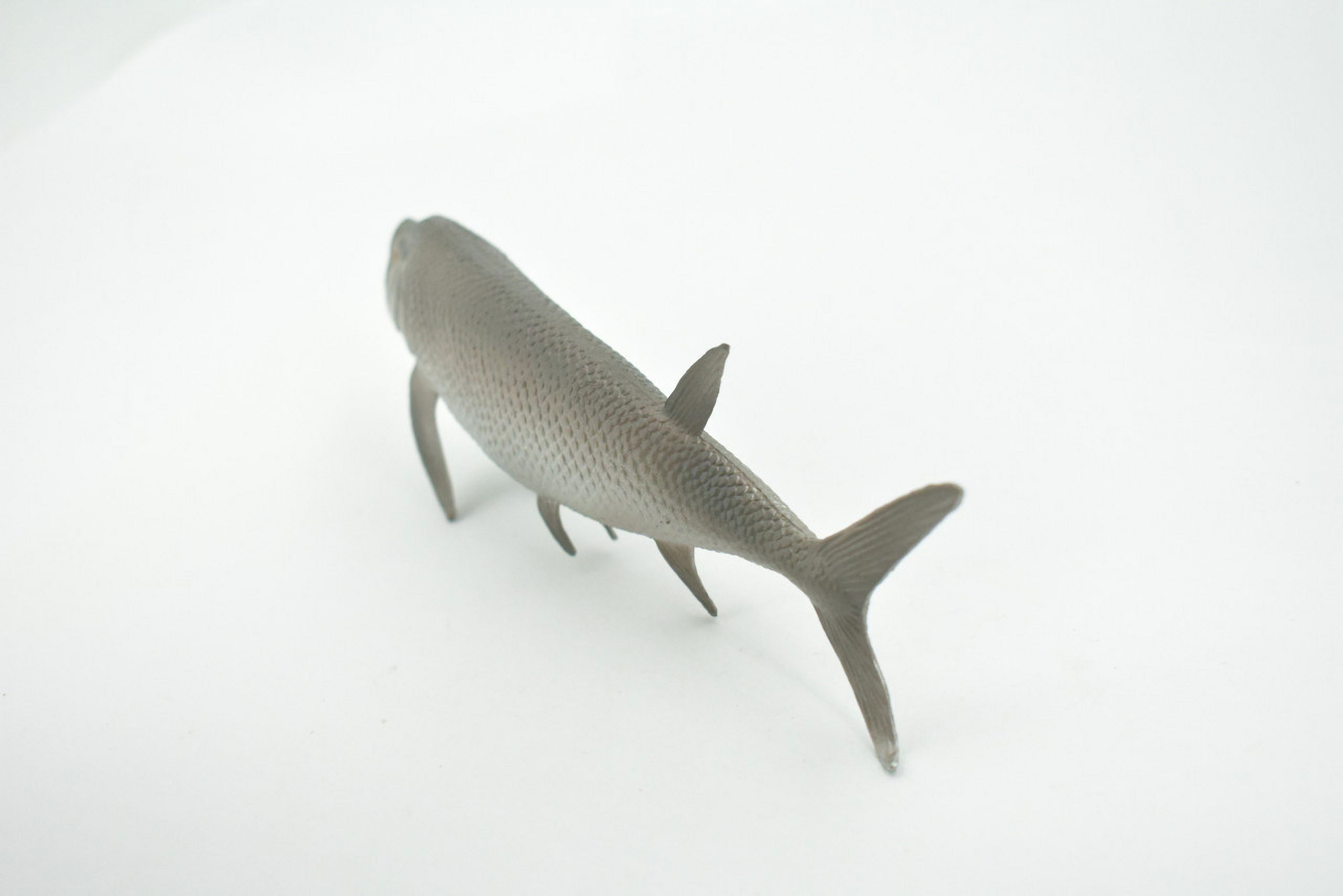 テイムパターソンシエープフィッシュ Xiphactinus, Extinct Fish