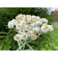 thumbnail image 2 of 40 Pearly Everlasting Wildflower Seeds for Planting - Anaphalis margaritacea, 2 of 5