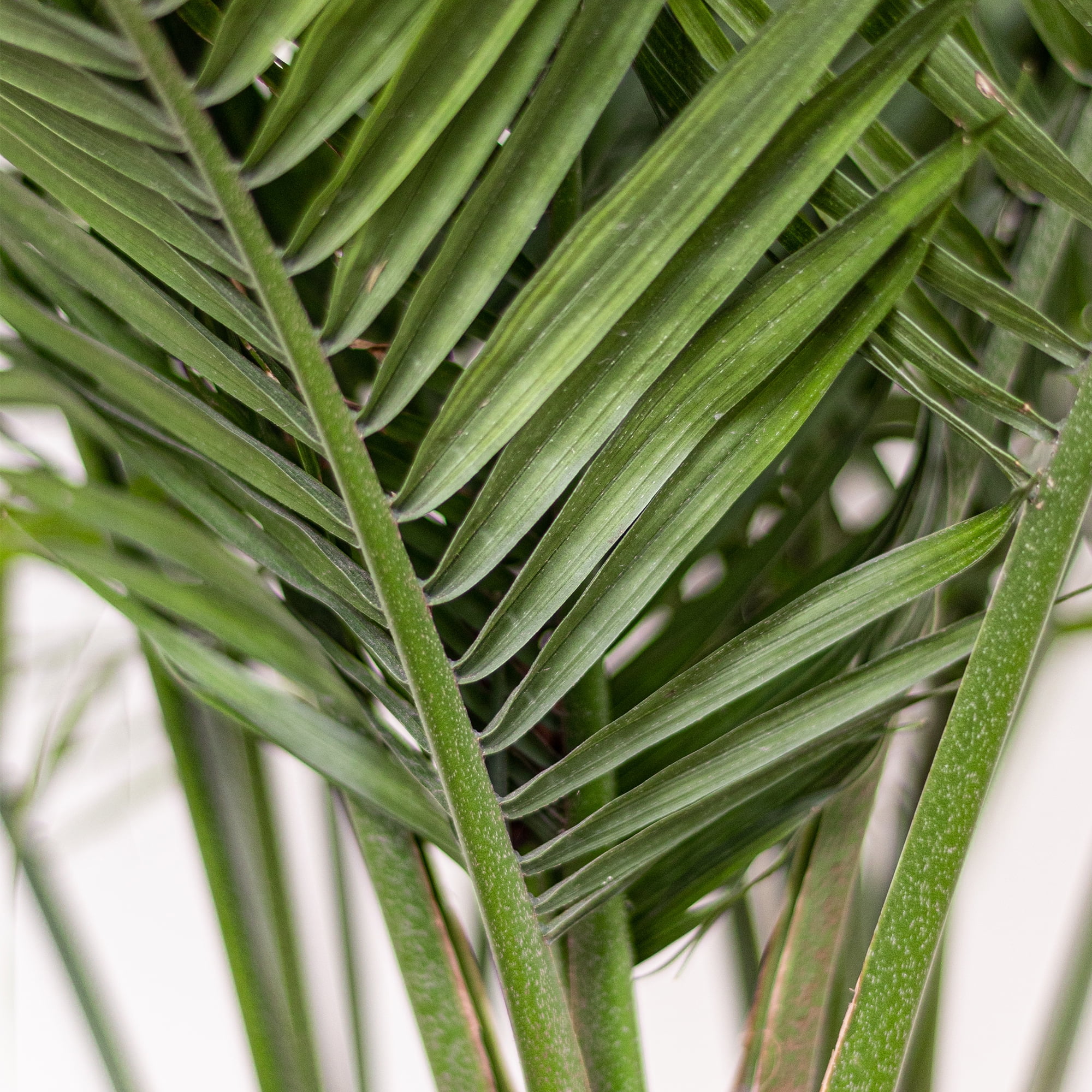 United Nursery Live Majesty Palm Indoor and Outdoor in 10 inch Grower Pot, Requires Medium to Bright Light