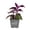 1 Plant, variant on Purple Passion Plant - Royal Velvet - 4 Live Plants in 3 Inch Growers Pots - Gynura Aurantica - Beautiful Textured Colorful Foliage Indoor Houseplant