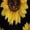 LM414, variant on Wild Yellow Sunflowers on Black Background Dress Summer Street Style Dresses Female Short Sleeve Printed Sundress