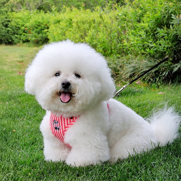 dgysar No Pull Dog Harness and Leash Set Soft Lightweight Floral Pattern Puppy Vest for Small Medium Dogs and Cats Red M